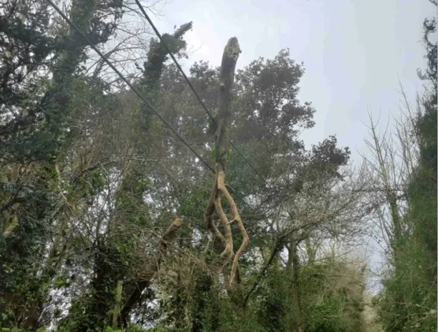 Trunk caught on power lines on Adgestone Lower Road
