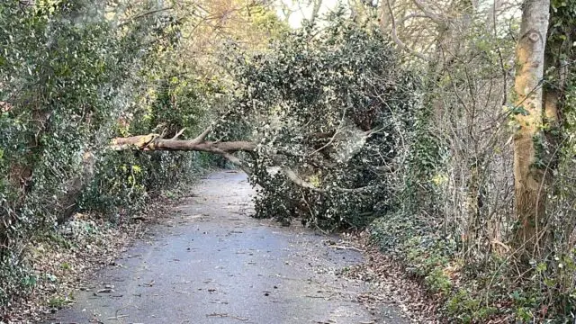 Tree down in Oakhill