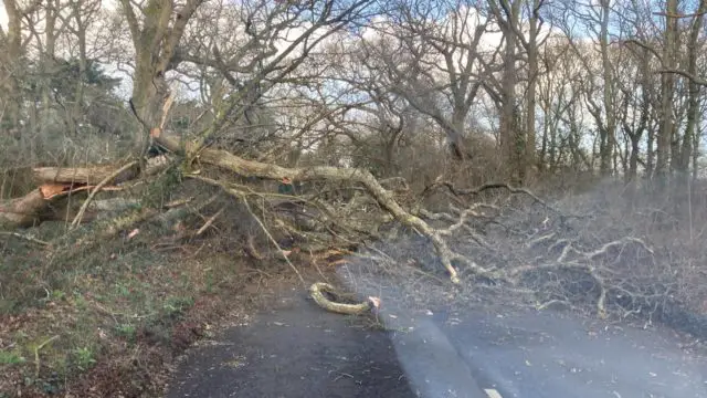 Tree down in Porchfield