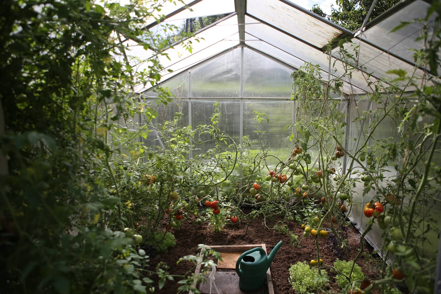 Tomatoes growing in a green house