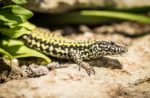 Ventnor wall lizard popping out of undergrowth