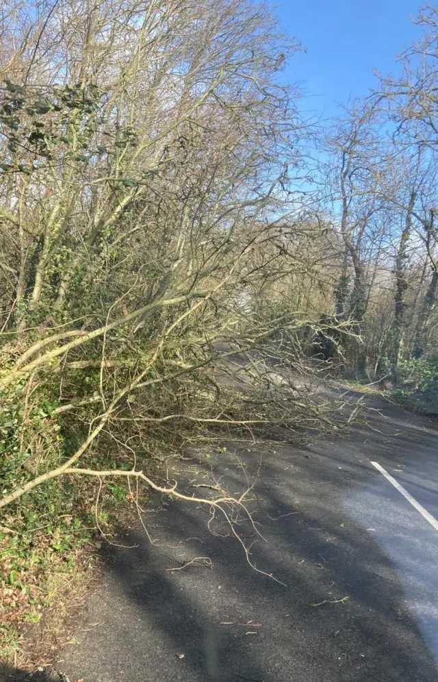 Tree down in Wilmingham Lane