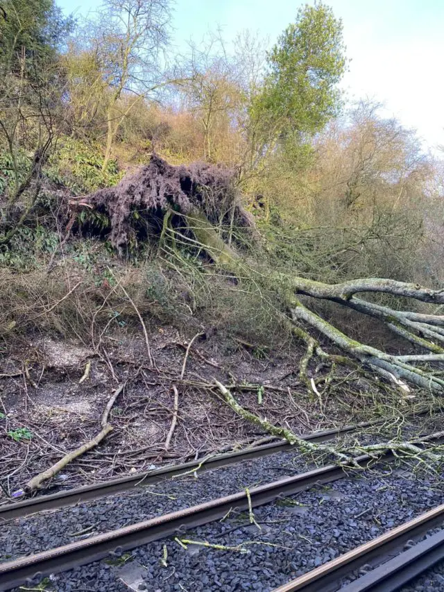 Trees on the line at Winchester cutting