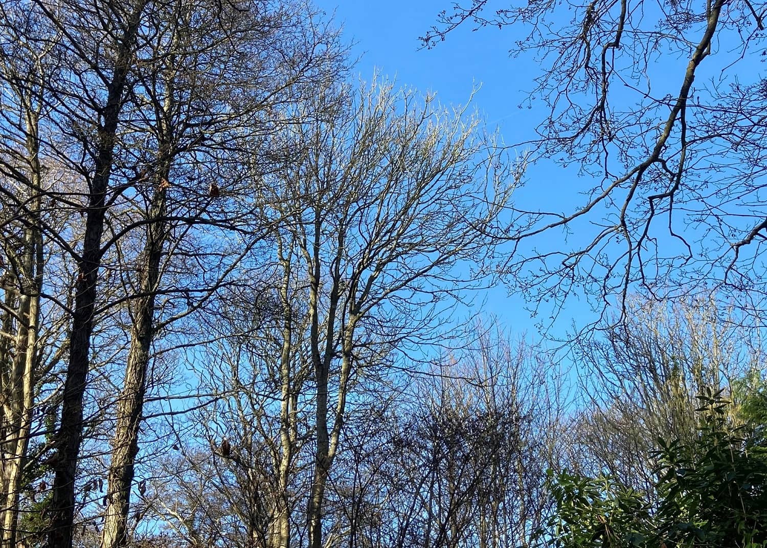 Looking up at ash trees with blue sky in background