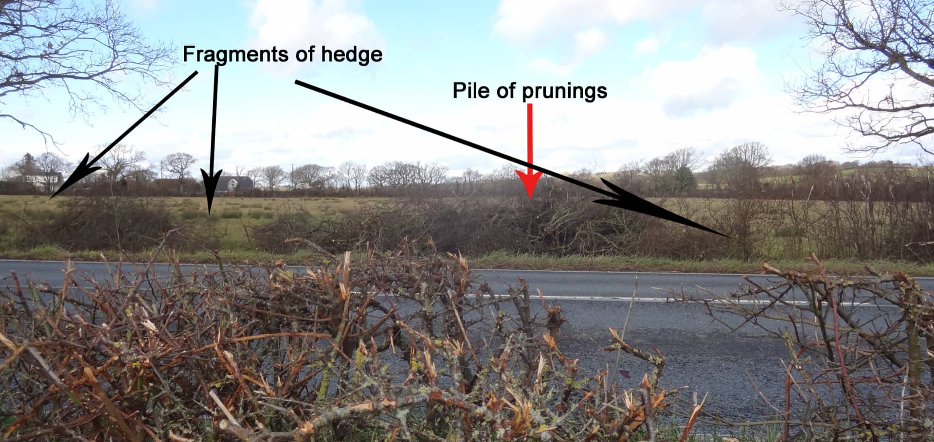 Photo of the "disseminate hedge"