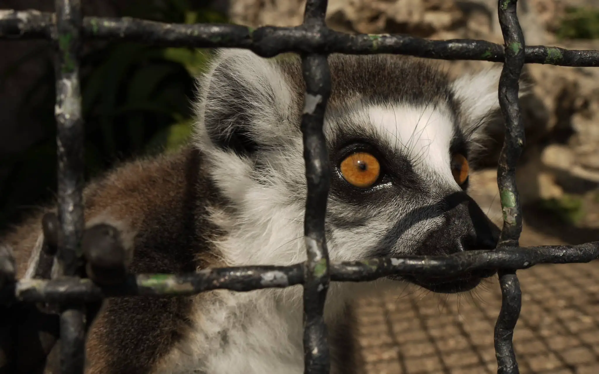 lemur in a cage