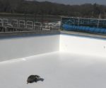 Badger trapped in swimming pool