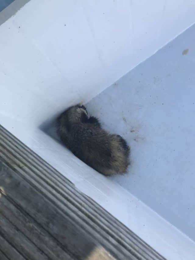 Badger huddled in corner of pool