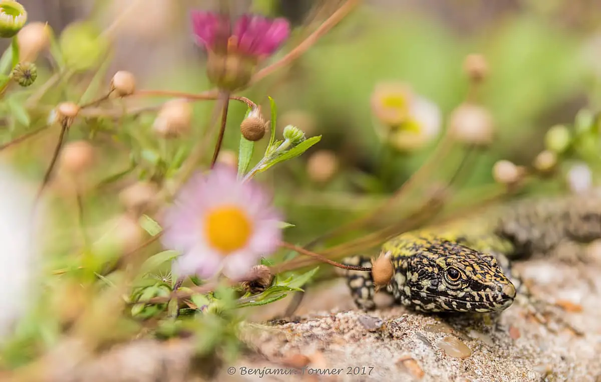 Wall Lizard and flowers