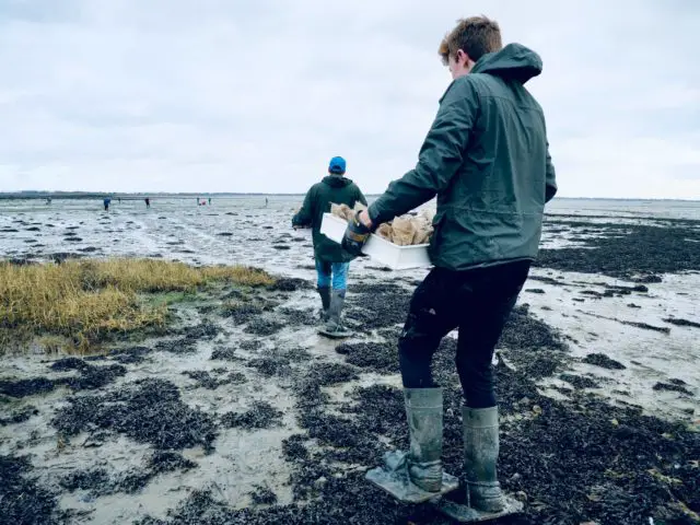 Preparing to plant the seagrass seed sacks in Langstone Harbour by Elenya Lendon