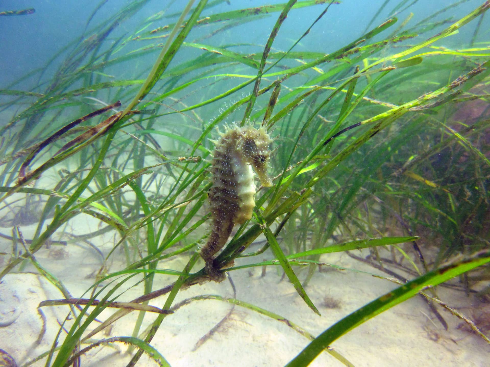 Seagrasses support wildlife such as seahorses by Julie Hatcher