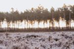 Trees in the distance and frost on the ground by Annie Spratt