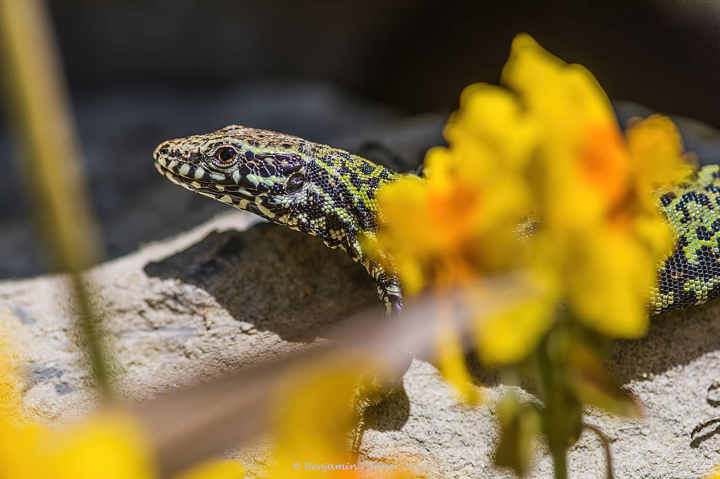 Ventnor Wall Lizard and yellow flower