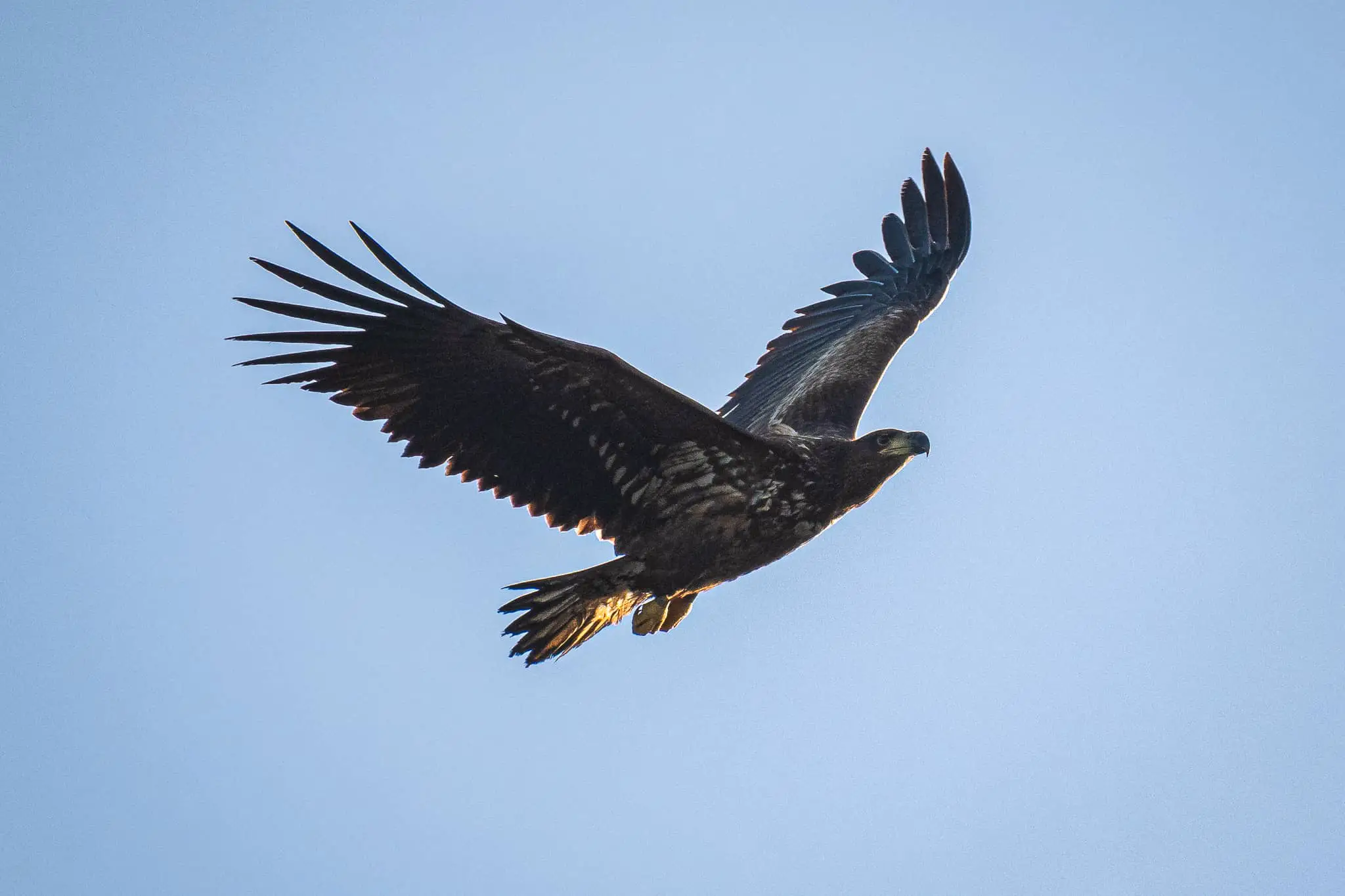 White-tailed Eagle in the sky by Ainsley Bennett