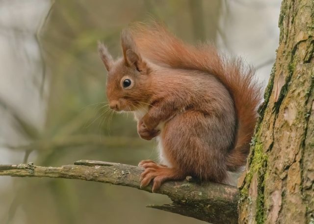 red squirrel on tree branch