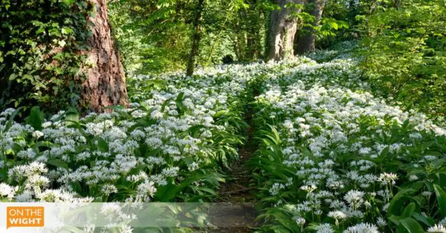 A carpet of wild garlic in the woods