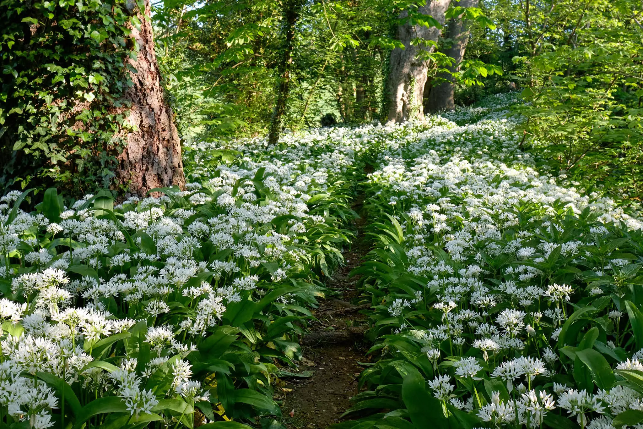 A carpet of wild garlic in the woods