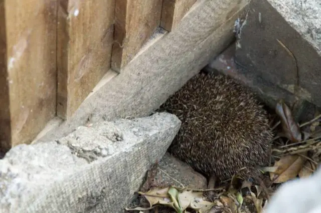 A hedgehog stuck in a gap