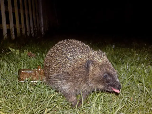 A hedgehog at night in a garden
