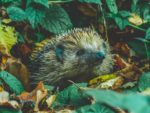 Hedgehog among leaves