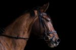 Horse with bridle on - set against a black background