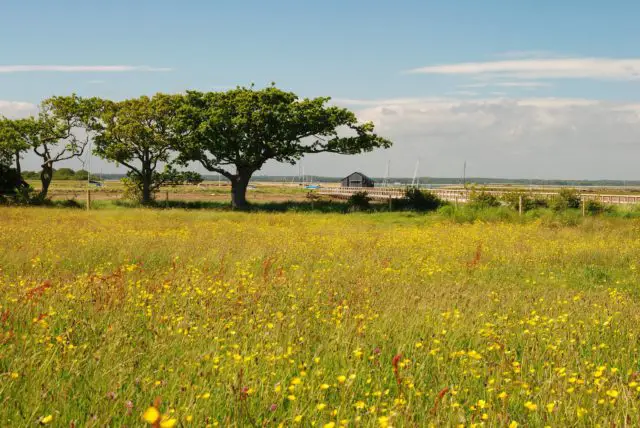 Summer at Newtown - showing trees and a field of wild flowers