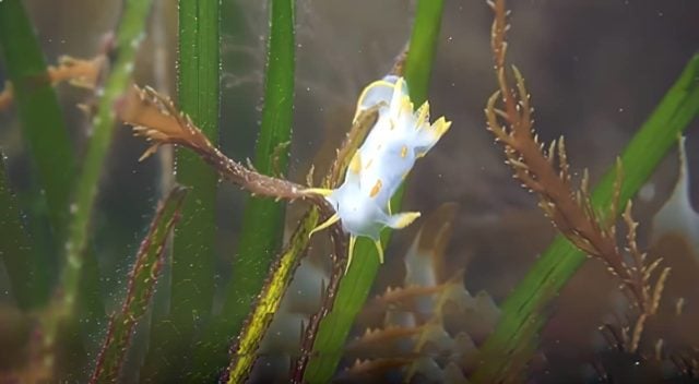 sea slugs in the seagrass meadows