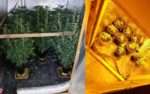 Photos of Cannabis cultivation
