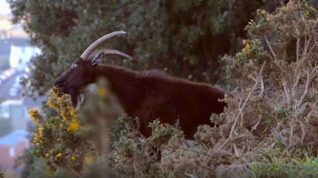 Feral goat on the Downs
