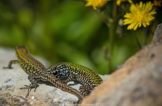 Two Ventnor wall lizards captured on camera up close