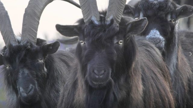 Feral goats on the Downs