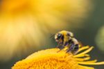 Bee on yellow flower with sun in the background