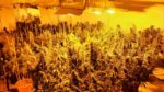 Cannabis Plants discovered in Newport