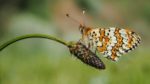 Glanville Fritillary butterfly on a flower head