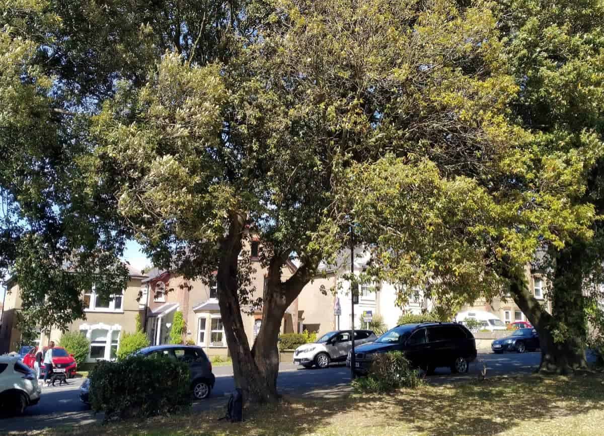 Trees in Victoria Grove Rec, East Cowes