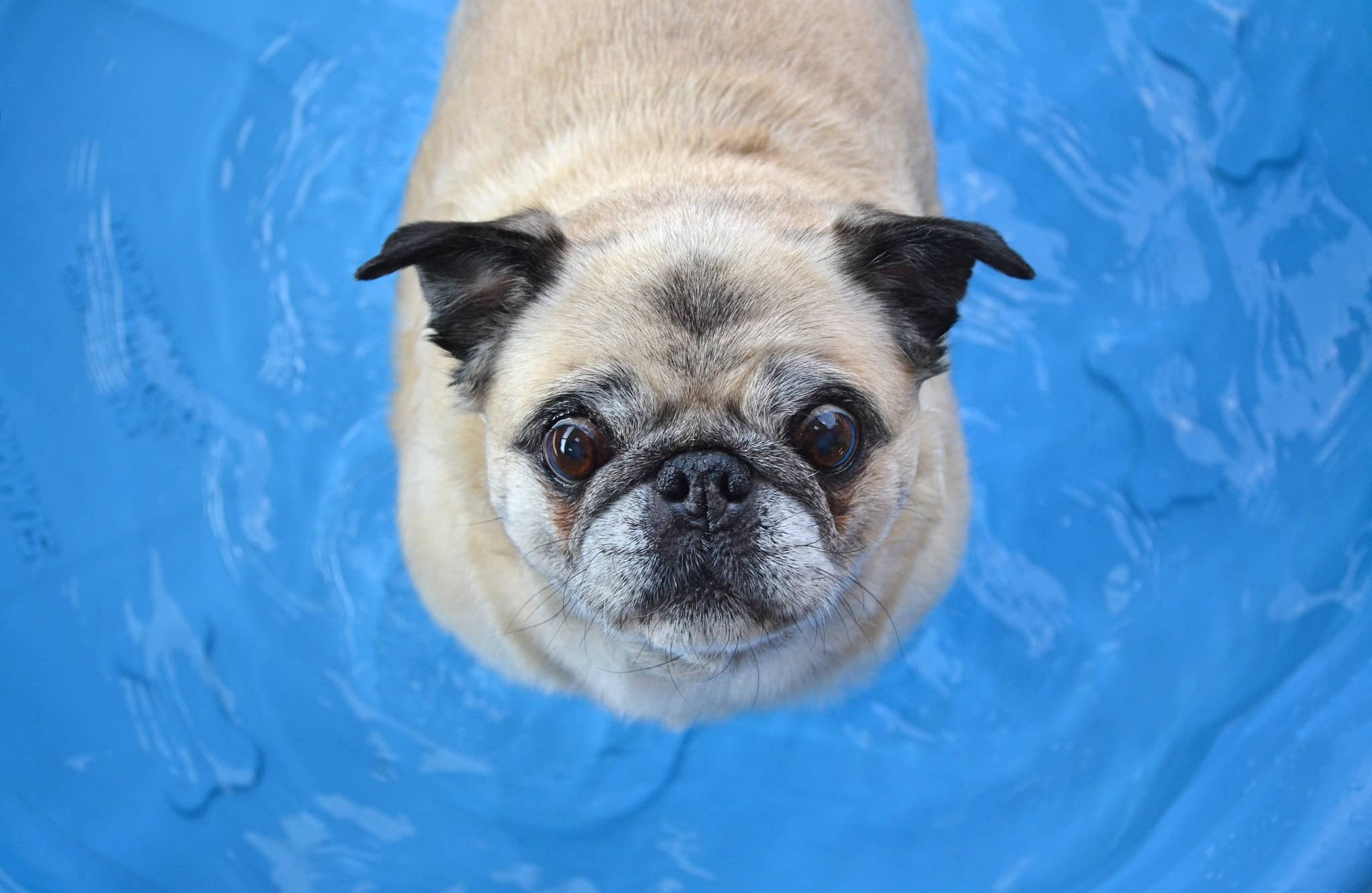 Pug dog looking up at camera from paddling pool