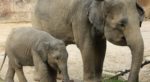 Mother and baby elephants in captivity - credit Freedom for Animals