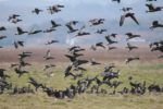 Brent Geese in a field