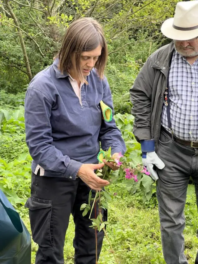 Nic from Gift to Nature demonstrating how to pick Himalayan Balsam