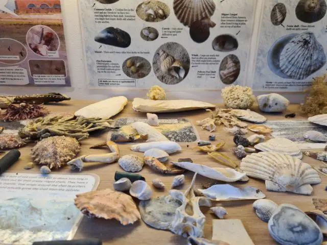 Shell and fossil display