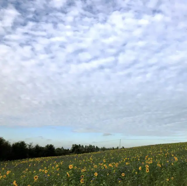 Blue sky, white clouds with a field of sunflowers in the foreground
