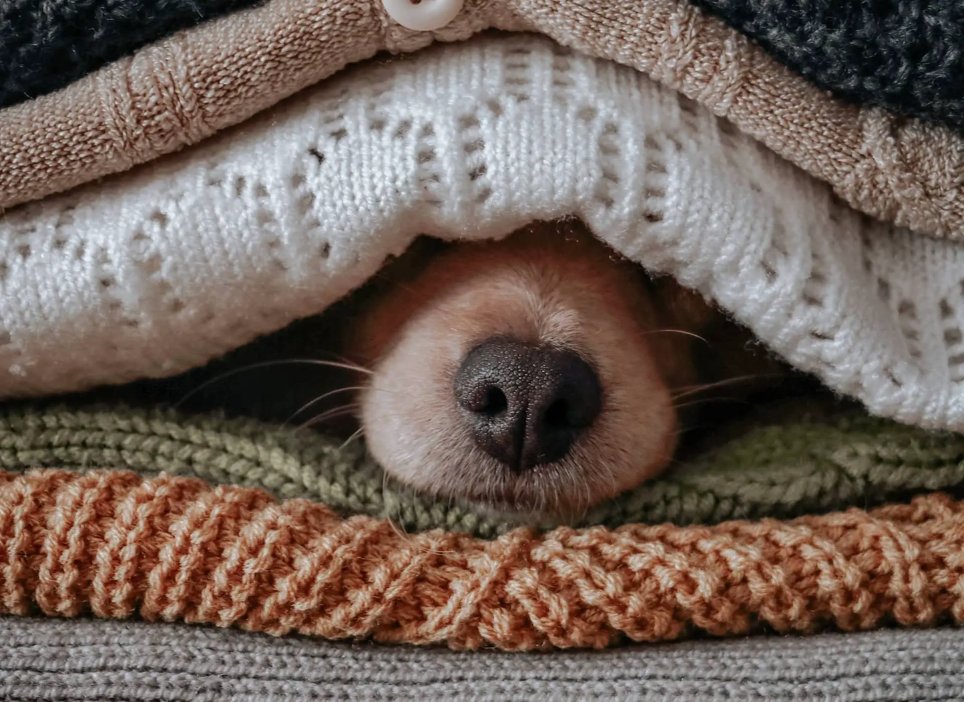 dog tucked away under a pile of blankets