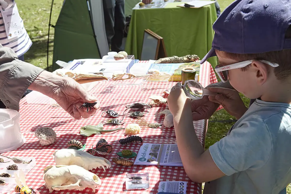 A child looking at bugs and fossils at Appley Day
