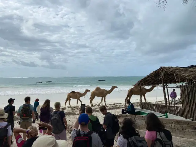 Cowes Enterprise College students in Kenya - watching camels on the beach