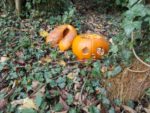 Halloween Pumpkin dumped in woodland