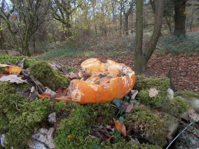 Halloween Pumpkin dumped in woodland