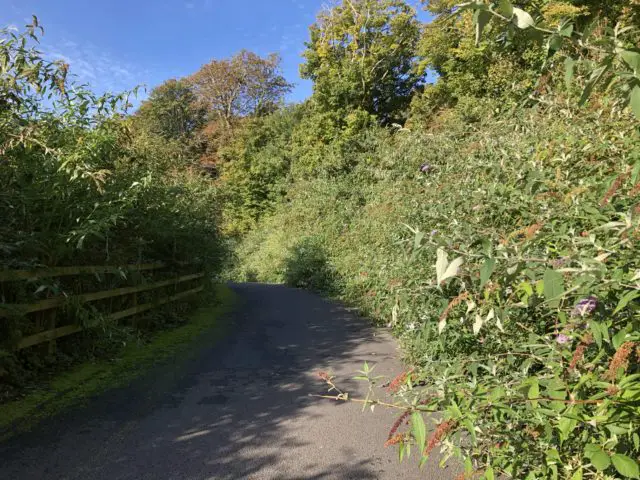 Undercliff Drive - The 2017 road with Buddleia covering one fifth of the road