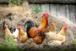 chickens in hay
