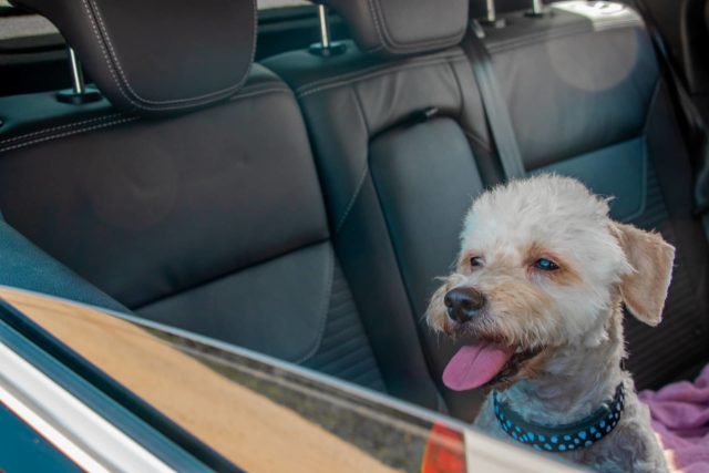 Dog in car with window open