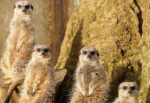 Meerkats at Wildheart Animal Sanctuary